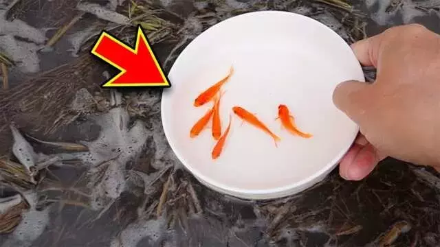 金魚すくいの金魚を大きく育てる秘訣：自宅でできる健康管理と田んぼでの育成実験