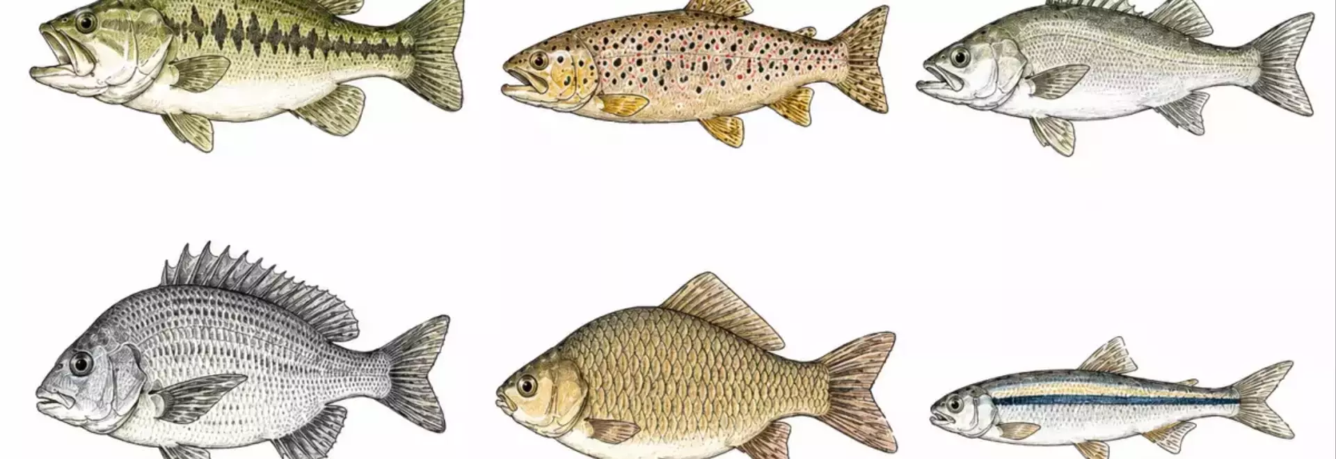 釣り人が「なぜ食べないのに釣るのか？」という問いに答える39のユニークな返答