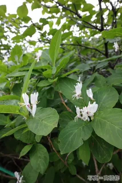 オオヒョウタンボクの魅力：可憐な花と奇妙な実、そして隠された植物学の歴史