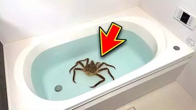 自宅でタラバガニを育てるというユニークな挑戦