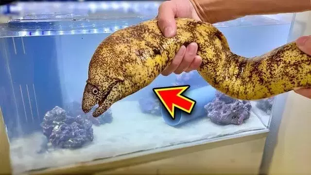 「海のギャング」ウツボ、意外なペットとしての魅力と飼育の秘訣