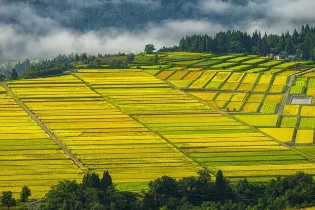 新潟・山本山から望む秋の田園風景：黄金のパッチワークが織りなす絶景