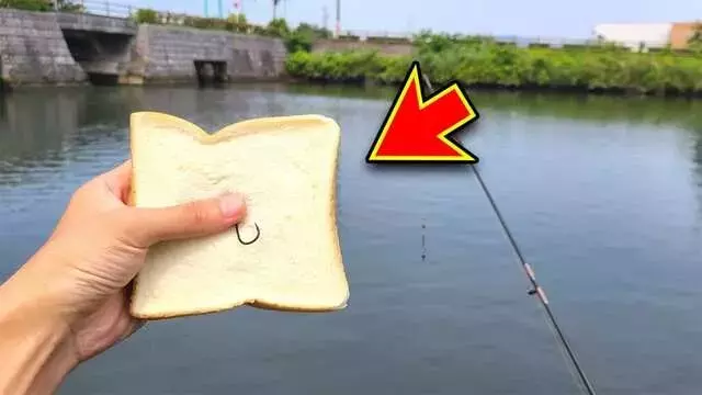 食パンで挑む巨大外来魚釣り：マーシーの愛媛激闘記