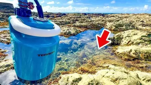 驚きの磯遊び：水抜きでタイドプールの生物を大発見！