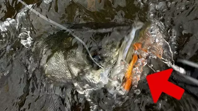 鹿児島県でのシーバスフィッシング：メガバスX-75SWミノーで驚異的な釣果を達成