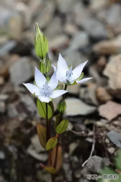 南アルプス北岳、初秋の可憐な花々：ヒメセンブリとの出会いを求めて