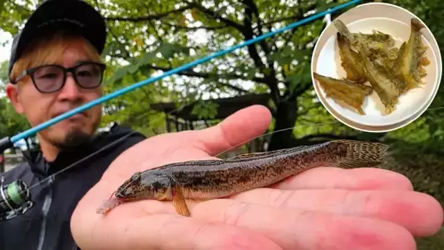 ルアータックルでハゼ釣り！手軽に楽しむ晩夏の美食