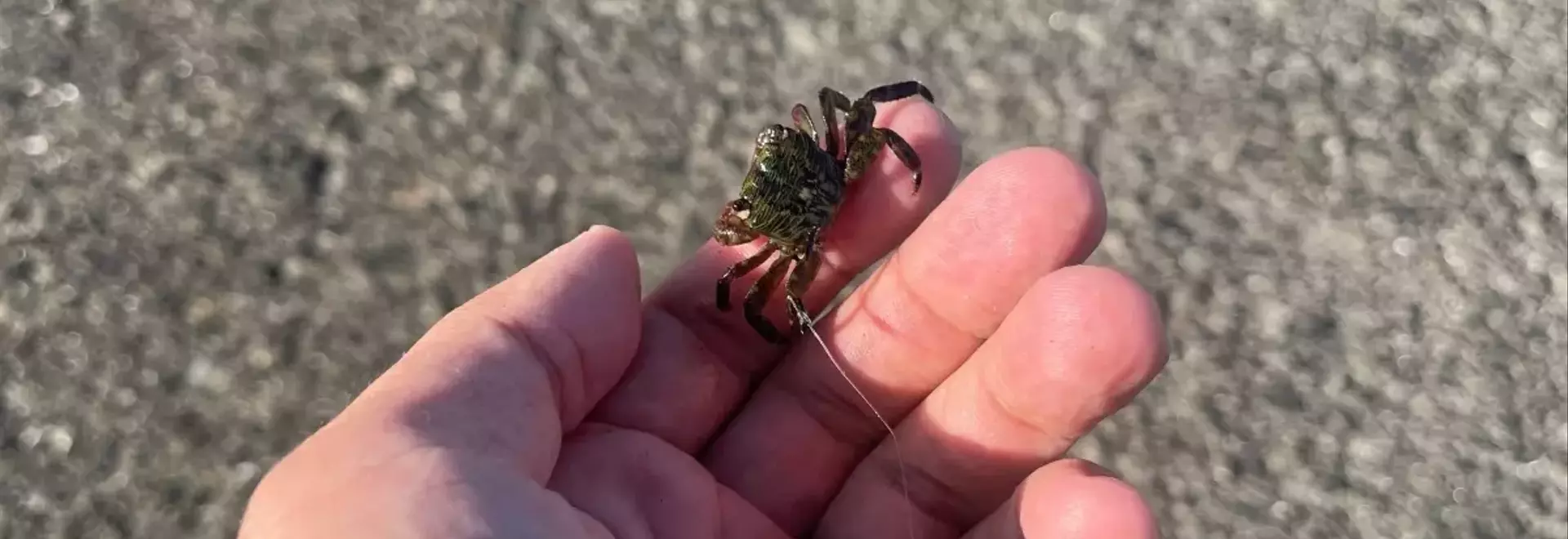 驚きの体験！手軽な堤防釣りが秘めるチヌとの熱い駆け引き