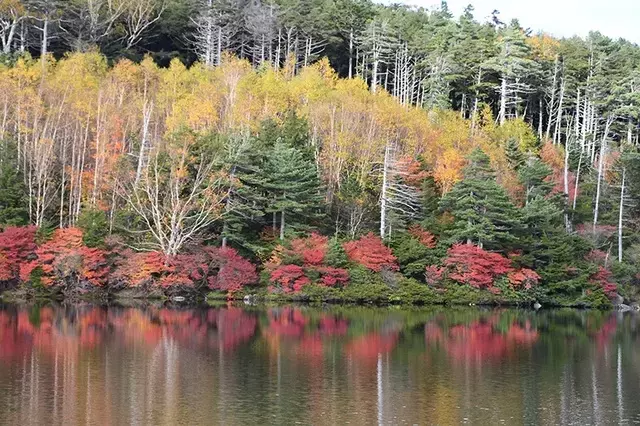 白駒池からニュウへの紅葉撮影紀行