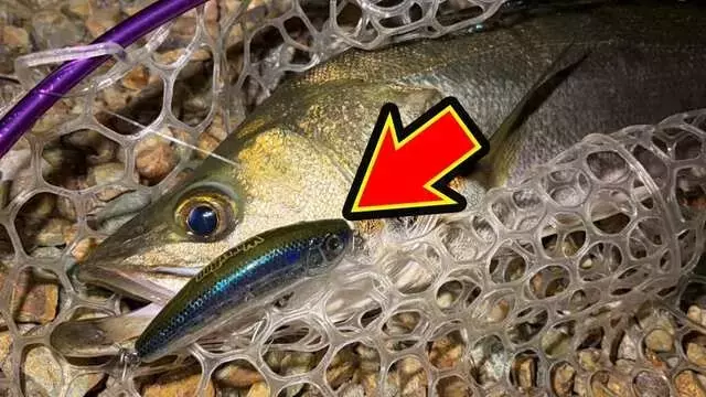 浜名湖シーバス釣りの秋の挑戦：苦悩を乗り越え、ついに手にした一尾