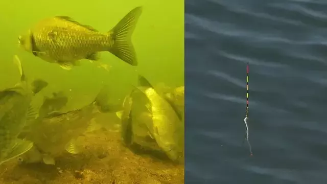 水中映像が解き明かすヘラブナ釣りの奥深き世界