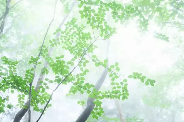 雨の日の低山登山：幻想的な景色と撮影の秘訣