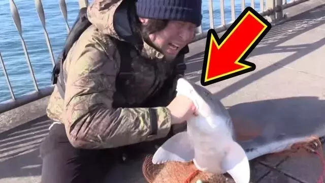 都会の海でサメに噛まれる危険な検証：その真相と影響