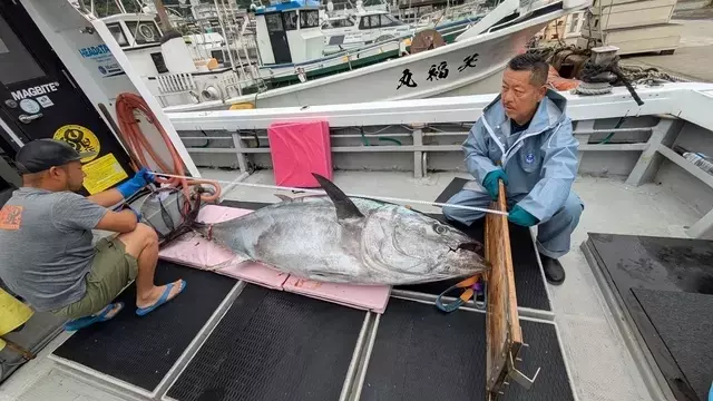 巨大クロマグロとの死闘：小寺康友氏、160kgの大物を釣り上げる
