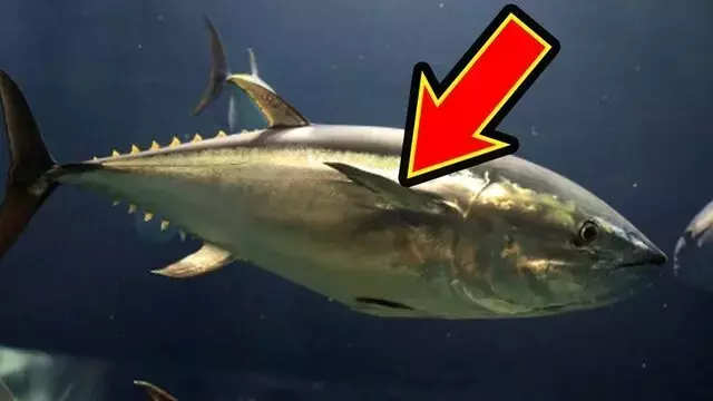 魚やイルカの流線型フォルムの謎：進化が導く水中最適解