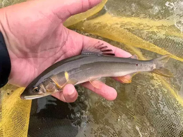 新潟県海川での鮎釣り奮闘記：増水後の挑戦と豊かな自然の恵み