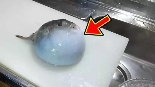 珍魚ヨリトフグの驚くべき生態と美食への探求