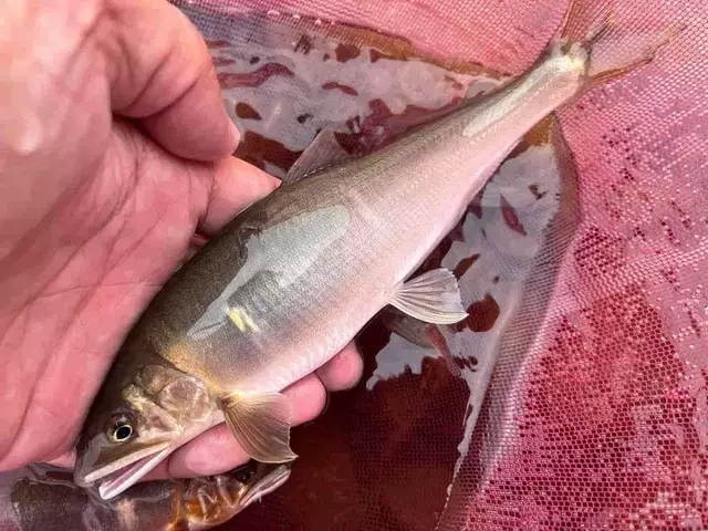 晩秋の鮎釣り、富山県小川での挑戦
