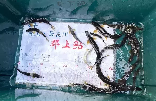 長良川の終盤戦：秋の鮎釣り体験