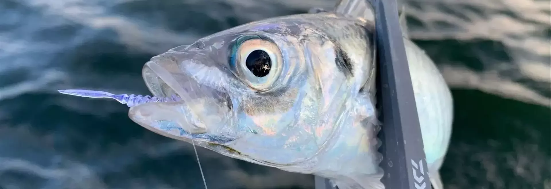 アジングの最初の1匹を釣るための探索手順を見直す