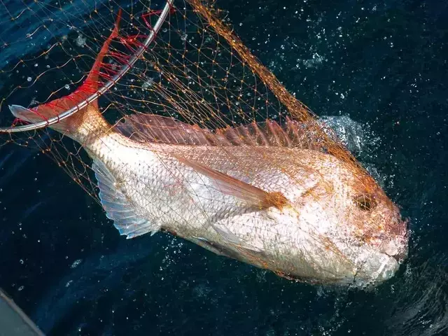 秋の富浦沖、コマセ真鯛釣りの魅力と準備