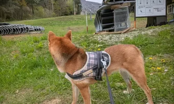 愛犬と挑む初めての山登り：予想外の挑戦と教訓