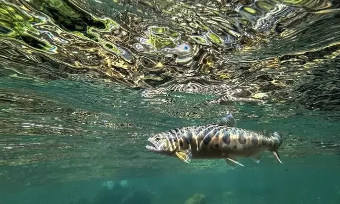 初夏の渓流釣り：新潟でヤマメとイワナを追う