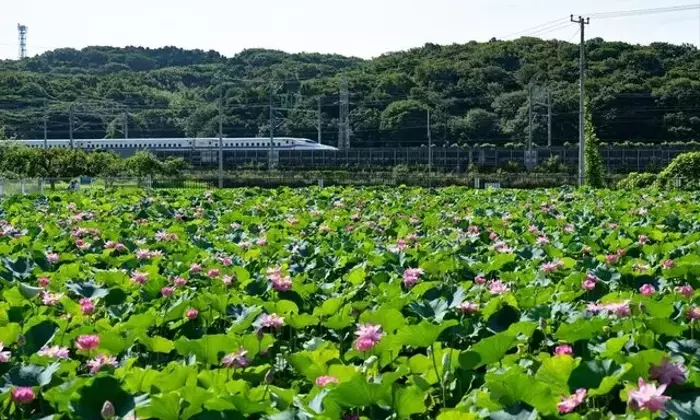 ドクターイエローとハスの競演：最後の夏を彩る自然と鉄道のハーモニー