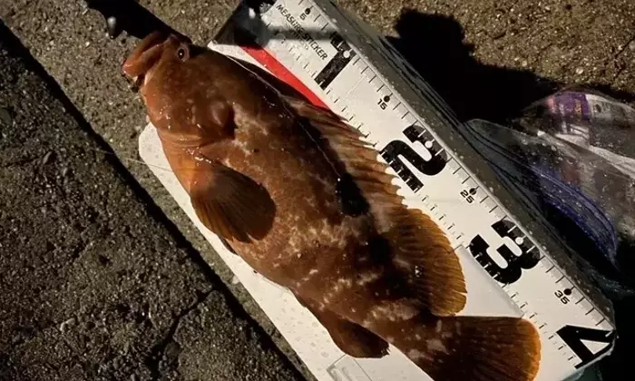 瀬戸内海におけるキジハタ釣りの完全ガイド：旬の時期、狙い方、そして秘訣