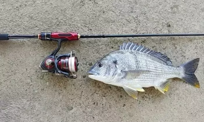 身近な川で高級魚を狙う！ルアーで狙うチヌ釣りの極意