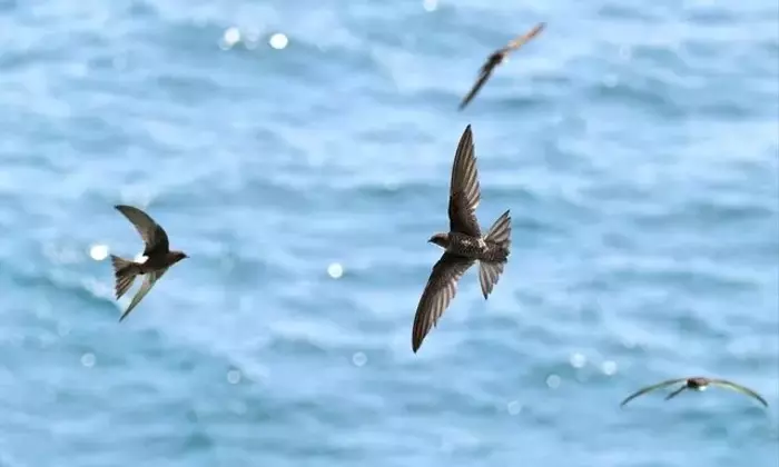 夏の伊豆半島で舞うアマツバメの生態に迫る