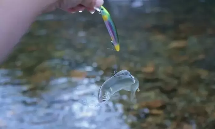 友釣りの伝統とアユイングの革新：アユの生態を活かした釣り方
