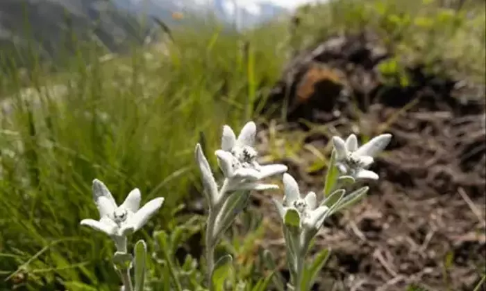 エーデルワイスの秘密：世界と日本の高山植物の進化の物語
