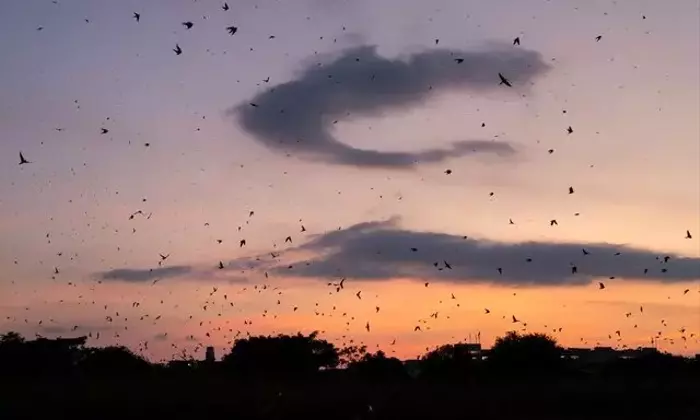 夕焼け空を舞うツバメの大群：平城宮跡での壮大な「ねぐら入り」