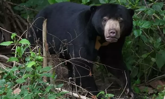 登山者の安全を守るクマ目撃アラート：YAMAPの新機能で事故を未然に防ぐ
