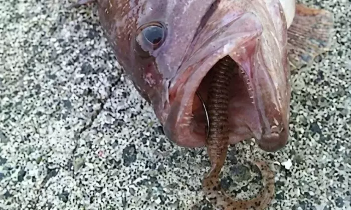 初心者必見！根魚釣りの救世主「カーリーテール」徹底解説