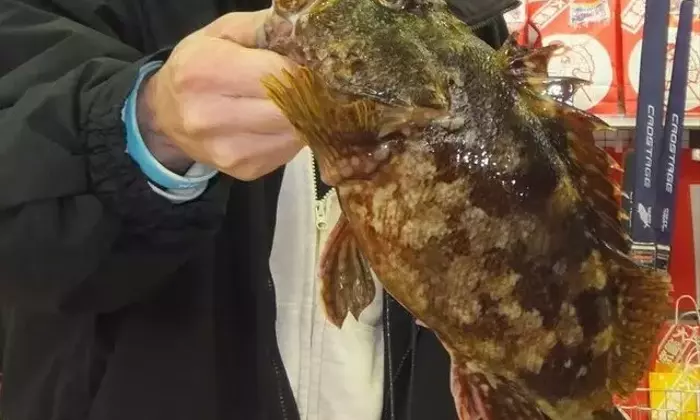 堤防や港の足元で大物カサゴを狙う！手軽な釣り方とその魅力