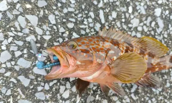 テキサスリグ：釣りの常識を変える根掛かり回避術と100均活用法