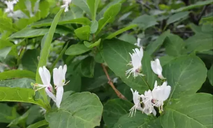 オオヒョウタンボクの魅力：可憐な花と奇妙な実、そして隠された植物学の歴史