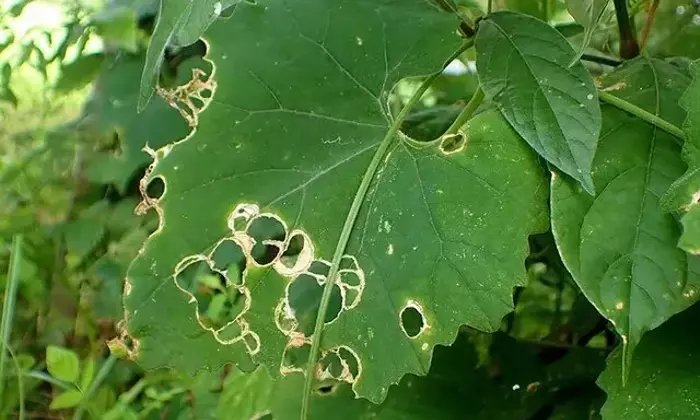 植物と昆虫の知られざる攻防：クロウリハムシの「トレンチ行動」の秘密