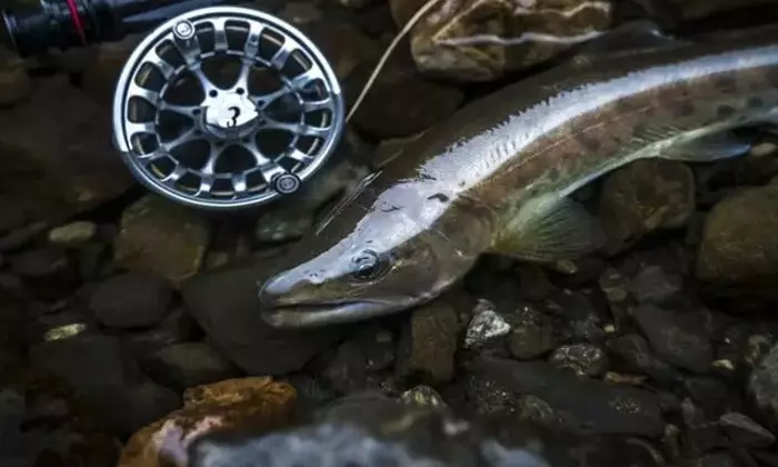 秋の渓流釣り: 神流川でのフライフィッシング体験