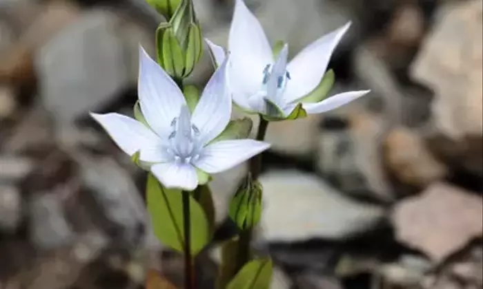 南アルプス北岳、初秋の可憐な花々：ヒメセンブリとの出会いを求めて