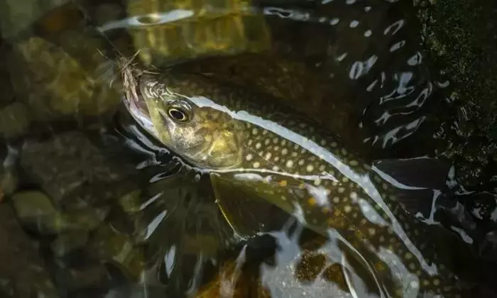 晩秋の渓流釣り：台風後の新潟県魚野川水系でイワナを追う