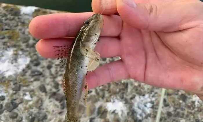 お手軽ハゼ釣り：低予算で楽しむ夏のレジャー