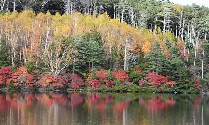白駒池からニュウへの紅葉撮影紀行