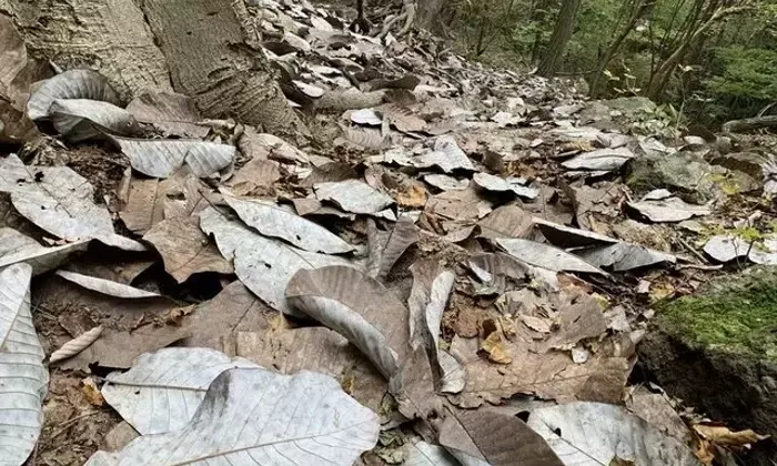 秋の登山、安全に楽しむための必須知識