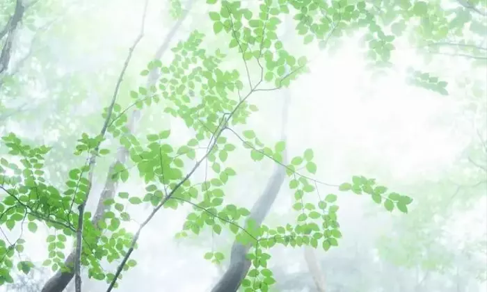 雨の日の低山登山：幻想的な景色と撮影の秘訣