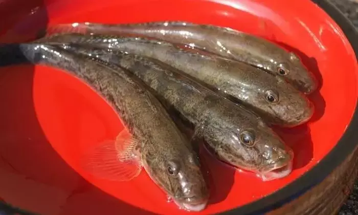 秋の涸沼川でハゼ釣り！良型狙いの最適な季節と魅力