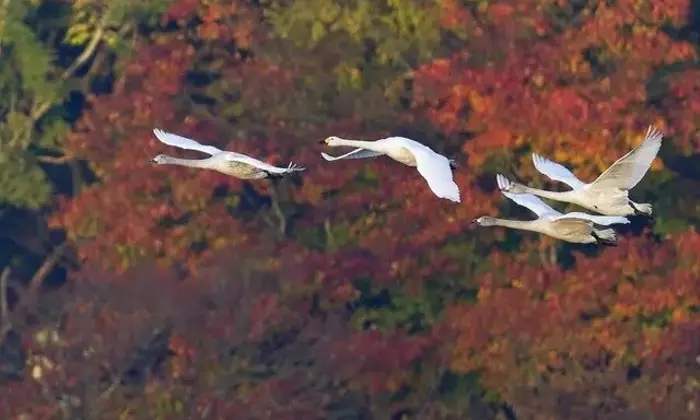 山形県鶴岡市、紅葉と白鳥が織りなす秋の絶景