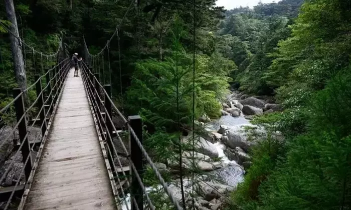 屋久島「ヤクスギランド」での巨木と清流の癒し体験
